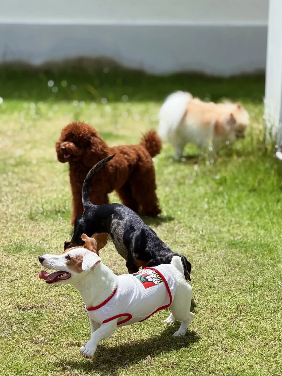 Toy poodle, dachshund, Jack Russell and Pomeranian playing together on the lawn