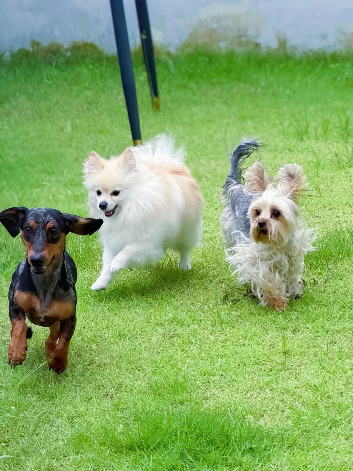 Dachshund, cream Pomeranian and Yorkshire terrier running toward the camera on the lawn