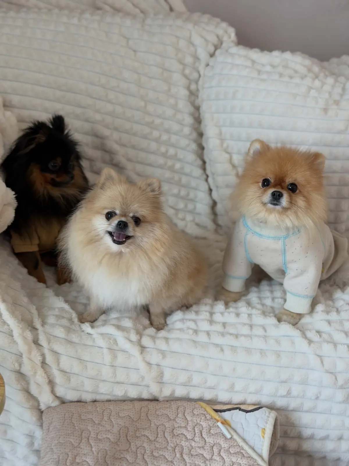 Three Pomeranians sitting together on a cream sofa