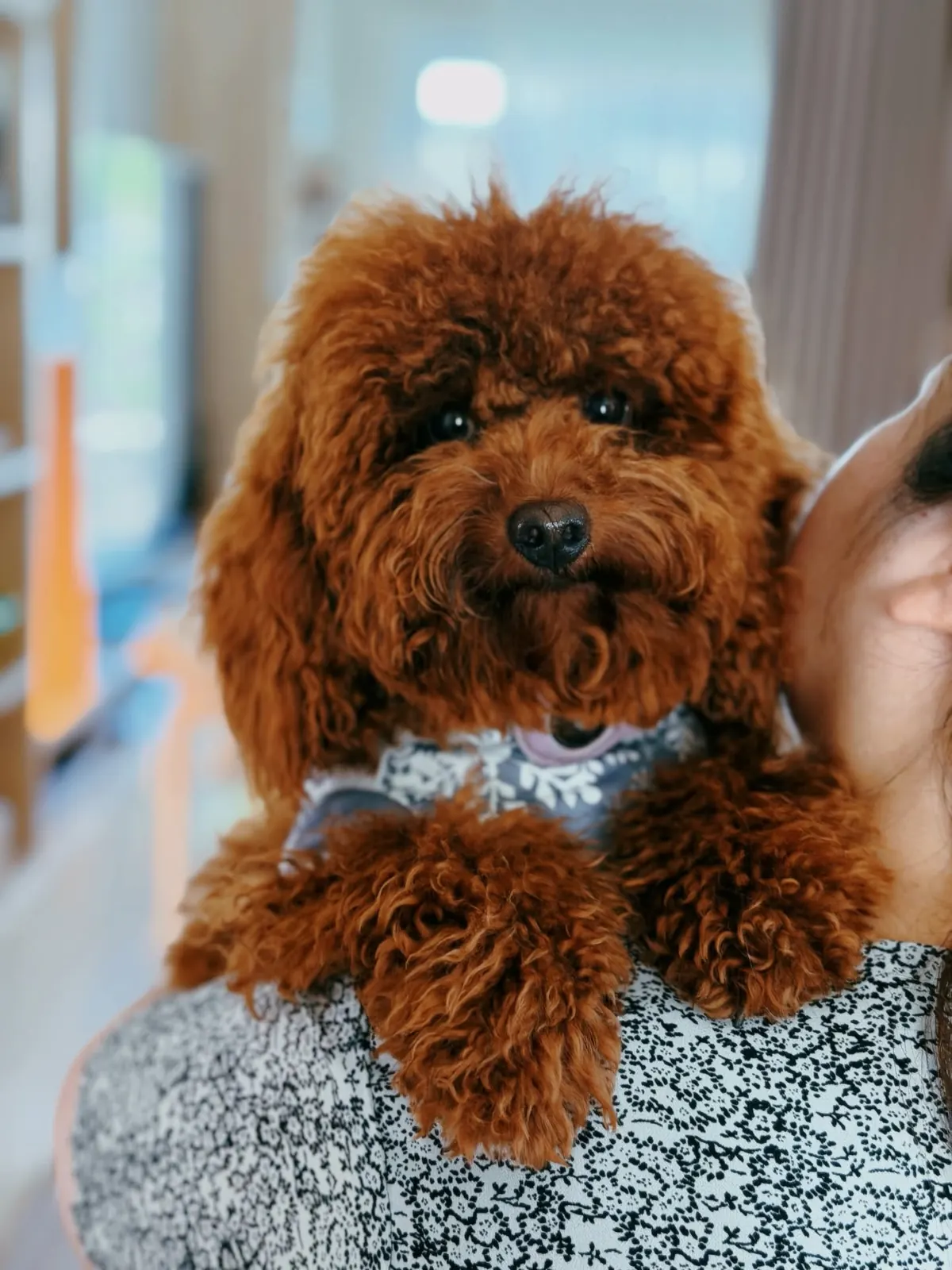 Red toy poodle perched on a carer's shoulder