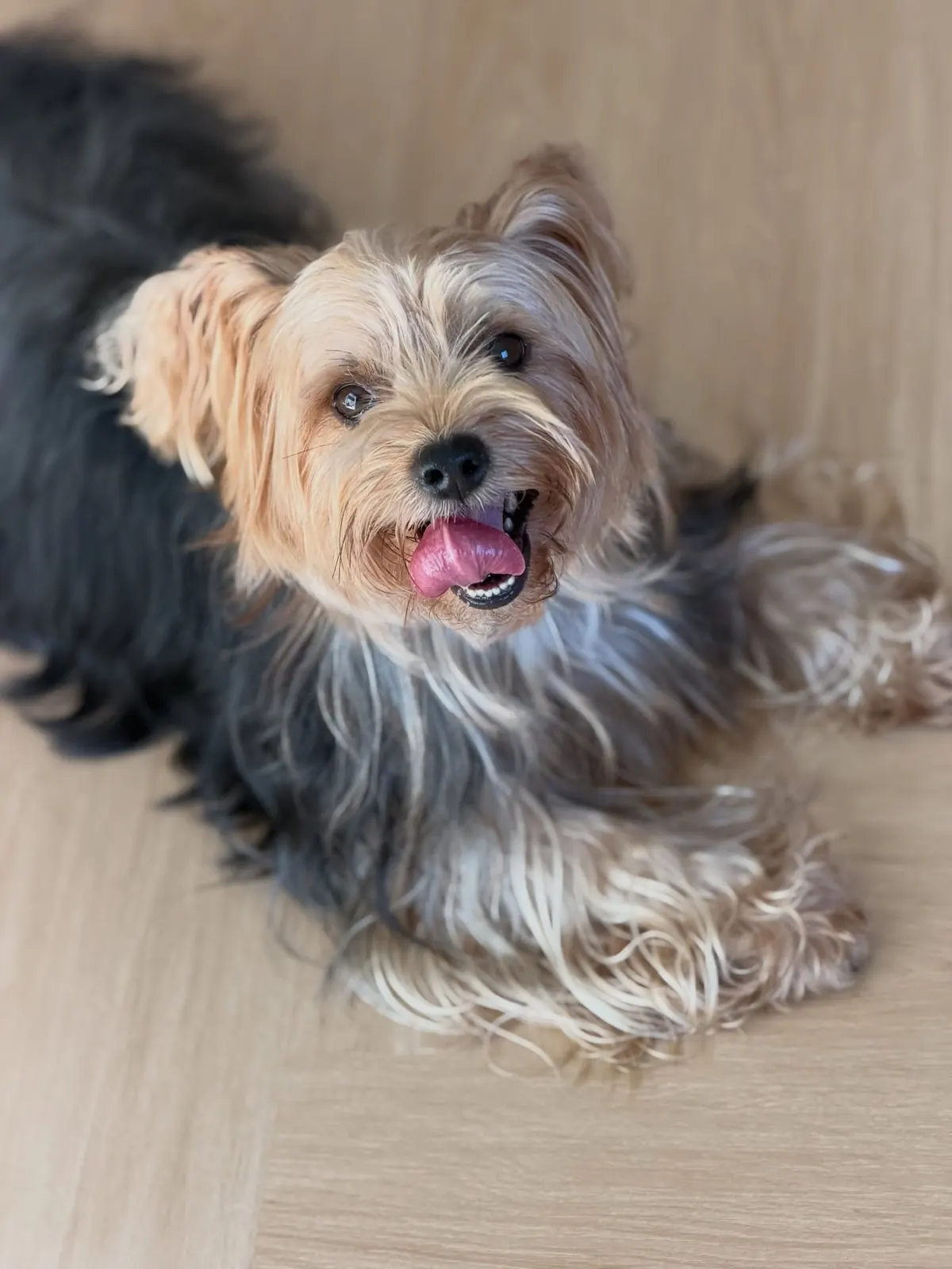 Yorkshire Terrier lying on the wooden floor with its tongue out